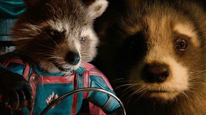 Guardians Of The Galaxy Vol.3 Character Rocket Racoon Explained 2023 Bradley Cooper As Rocket